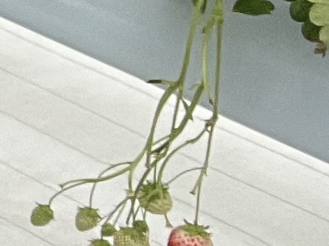 ���̂悤��䕂΂���ł���_�i�`��������