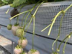 Ƃǂ̕ꂳ̉_ւ̓eʐ^1