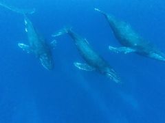 Y'S DIVE OKINAWA̎ʐ^1