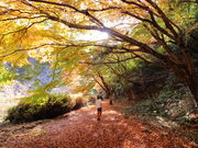 ͂Ȃт̃tHgWFjbNEAhx`[̓eʐ^1