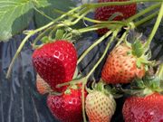 �Ƃ�����̏��_���̓��e�ʐ^1