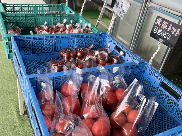 �V�N����؁B_�J�S���}���V�F���������_��