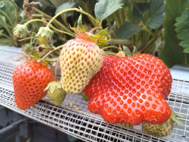 �������Ȃ������I_�J���ό���������