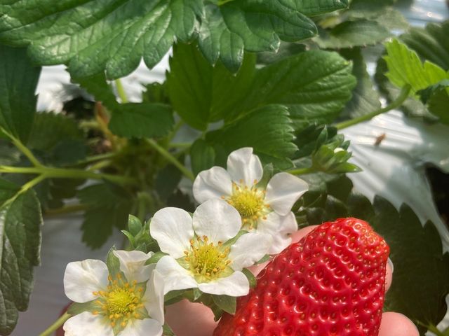 �傫���������͂��̂��炢�ł����I_�����_��