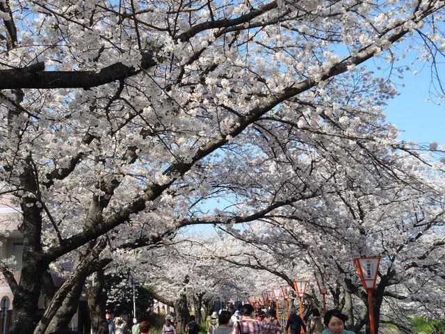 大中公園 ペット 販売済み