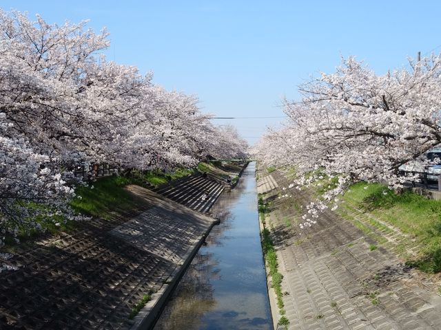 大中公園 ペット 販売済み