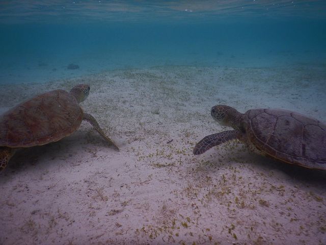 �j�̎q�Ə��̎q_SEA ENJOY