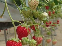 ҂̂Eu[x[_@x[̋ւ̓eʐ^1