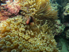 }}̃JmA_Cu Kanoa Diveւ̓eʐ^1