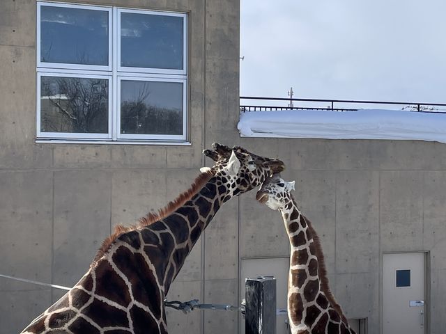 �L����_���R������