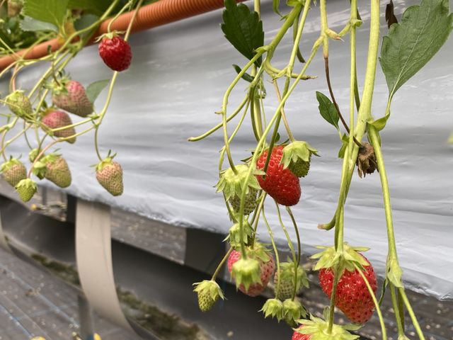 �傫���č���̗ǂ��Â��C�`�S����R�o���Ă��܂����B_�����̂��t�@�[��