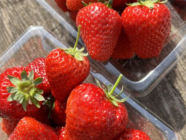 �O�̐����Ő���āA�C�X�ŐH�ׂ��܂�_�c���_��