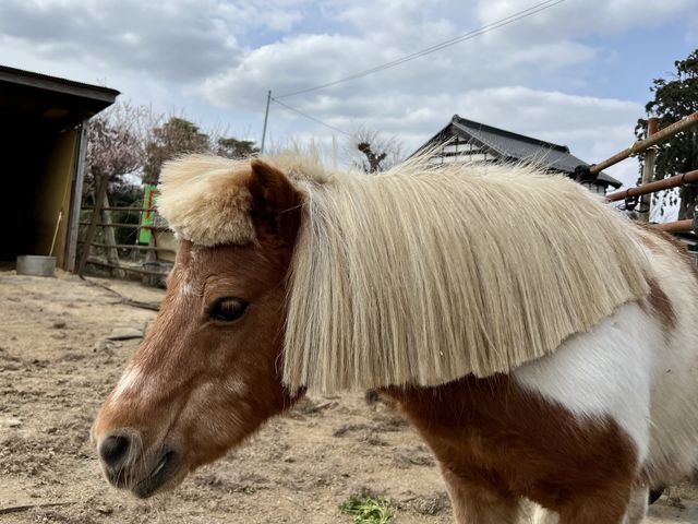 �a�V�ȃw�A�X�^�C����(��)���������|�j�[�����܂�_�c���_��