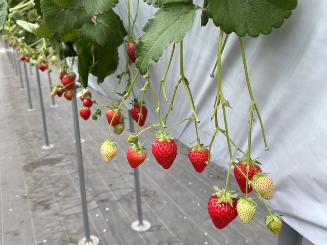 �H�׍��̂�������������������Ă��܂����B���傤�ǂ��������ł��Ⴊ�܂Ȃ��Ă���������肪�y���߂܂��B_�X�c��������