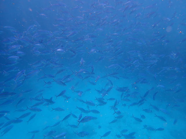 �O���N��_�I�[�V�����X�^�C��