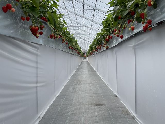 �ڐ��ł�������肪�o���܂��B_OBLADI strawberry farm