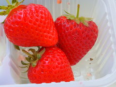 Ȃ̂ςς䕂ւ̓eʐ^1