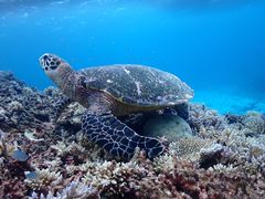 ȂƂ񂳂Marlinւ̓eʐ^1