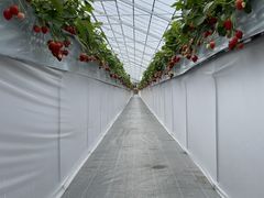 OBLADI strawberry farm̎ʐ^2