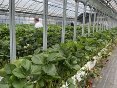 ���~�J����̂f���������a���������ւ̓��e�ʐ^1