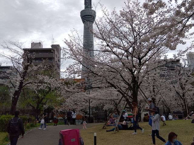 東京 お正月 観光 浅草 初詣 隅田公園