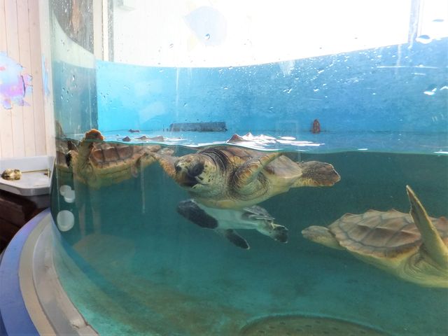 �q�K�������F�����ȃE�~�K�����������܂��B_���{�C�������@������