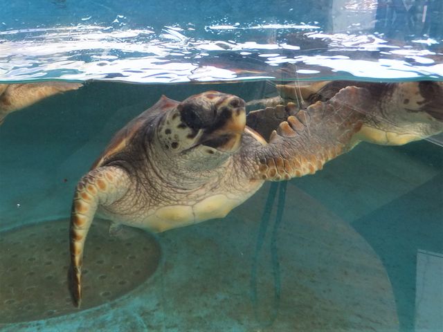 �q�K�������F�����ȃE�~�K�������z���ӂ�܂��Ă��܂����B_���{�C�������@������