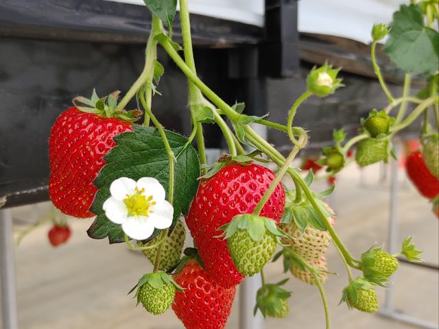 �܂��܂��������񂠂�܂����B_�������E�u���[�x���[�_���@�x���[�̋�