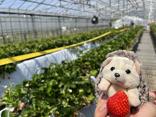 �ʂ�����݂̃T�C�Y��12cm�B_������������