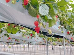 Ꝃjoumonfarmi傤ӂ[ށjւ̓eʐ^1