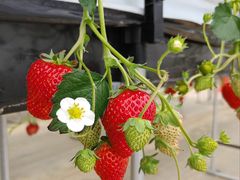 䂫񂱂̂Eu[x[_@x[̋ւ̓eʐ^1