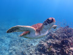 Yuu̐Ί__CrOVbv@ABCdiveւ̓eʐ^1