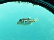 ڂ炳̋{C@ق̓eʐ^14