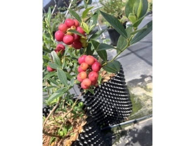 �Ԃ�_�����u���[�x���[��