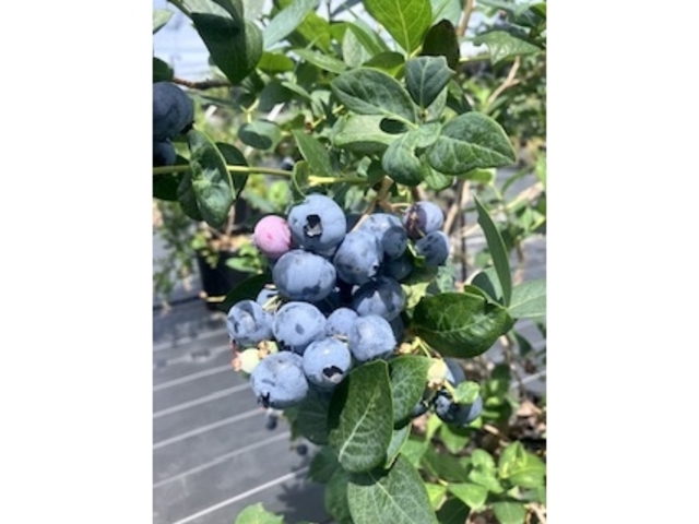 ������_�����u���[�x���[��