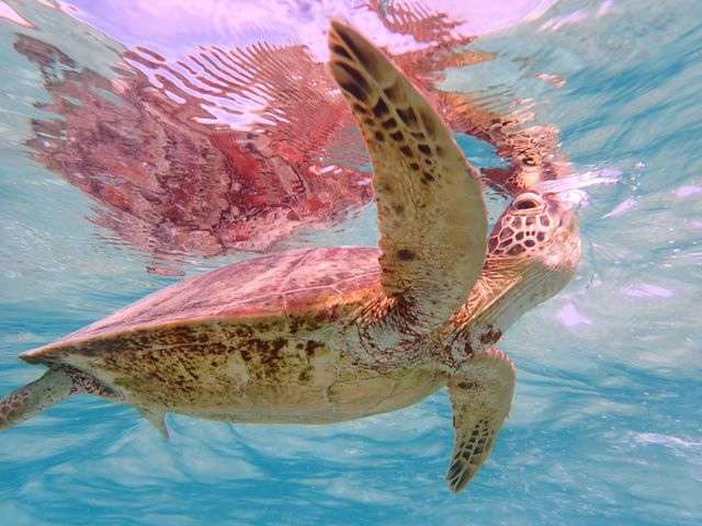 �{���ɋ߂��Ō��ꂽ_CHAMP TOUR �{�Ó�