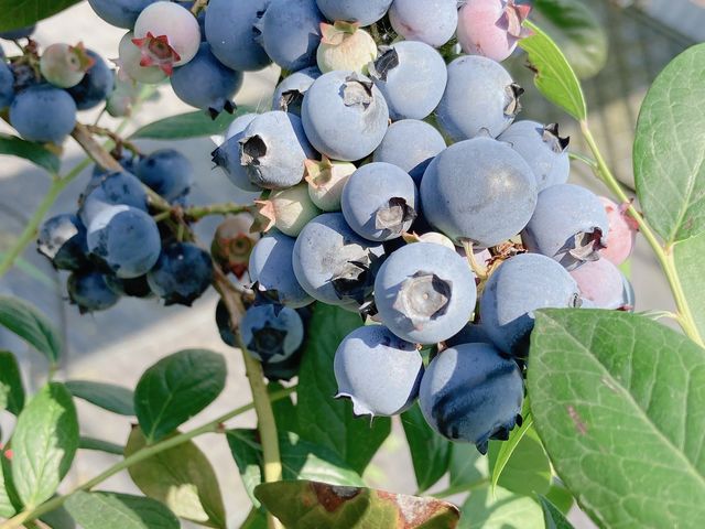 ������������Ă܂��B_�u���[�x���[�n�[�g�@�m��