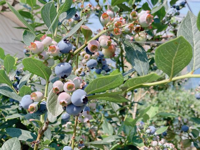 �i��ɂ���ėt��A�����������Ă��ĕ׋��ɂȂ�܂����B_�u���[�x���[�n�[�g�@�m��