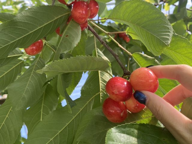 �嗱�̂������ڂł���_�M�B�������蒬�k���_��