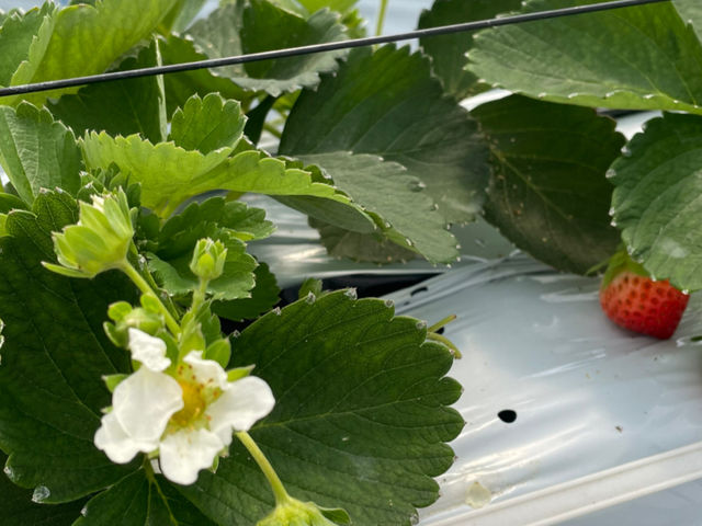 ���c�܂邷�����������������ł���_�����x�G�i�W�[�t�@�[���@���������Ƃ��������̐X