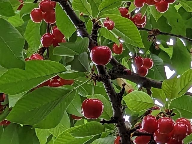 �ƂĂ��������������ł�_�����Ȃ뉀