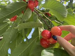 WW̐MB蒬k_ւ̓eʐ^1