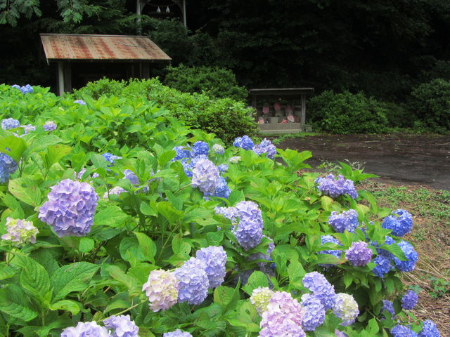 �A�W�T�C�z���ɂ��n�����񂪌�����_�Øa�쒬�A�W�T�C���[�h