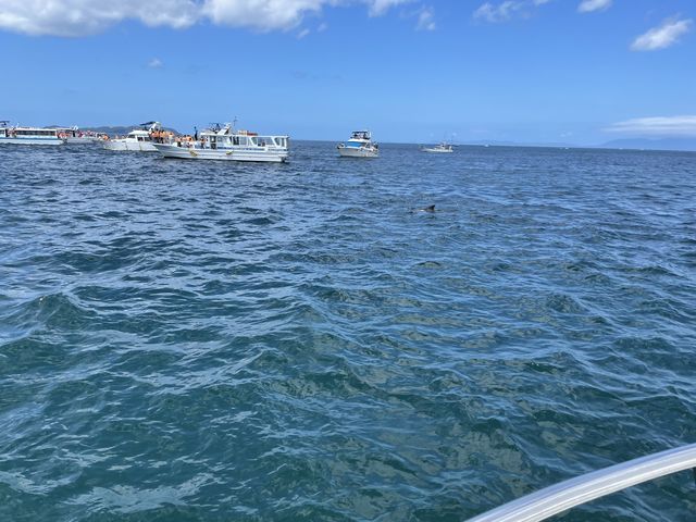 �C���J�͂��邩�H_�C���J�E�H�b�`���O ���V�Êό��D