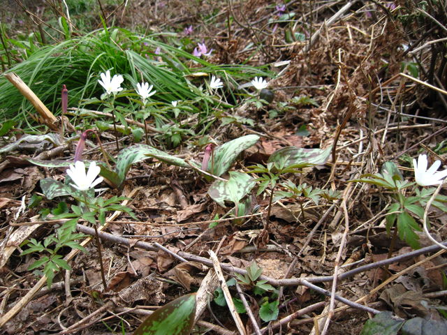 CCꃉC_[̓򒆗 J^N̗̓eʐ^7