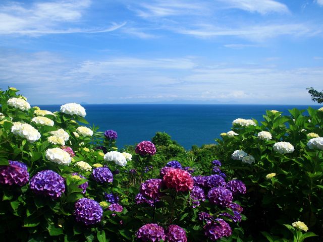 �A�W�T�C�����ꂢ_���R����