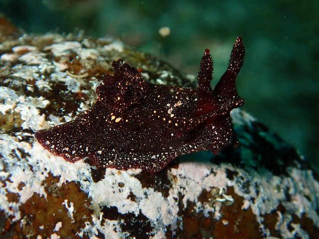 �R�\�f�E�~�E�V_�k�C���_�C�r���O�V���b�v Poseidon