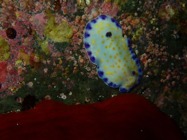 �R�����E�~�E�V_�k�C���_�C�r���O�V���b�v Poseidon