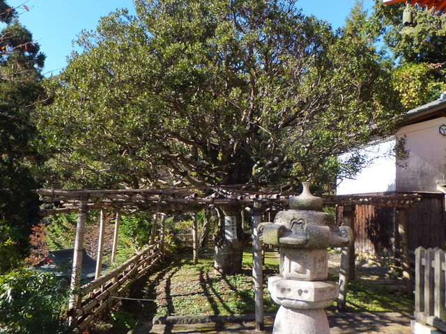 ɁALbG̖ŐAꂽƓ`郂`̖؂܂B_|󌵎Od