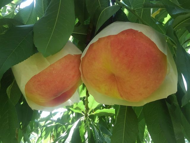 R̓ɖȂ炨Cɓ̓܂I_